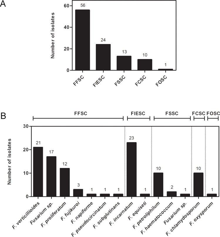 Airborne transmission of invasive fusariosis in patients with ...