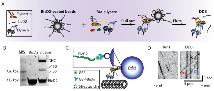 FIGURE 1: