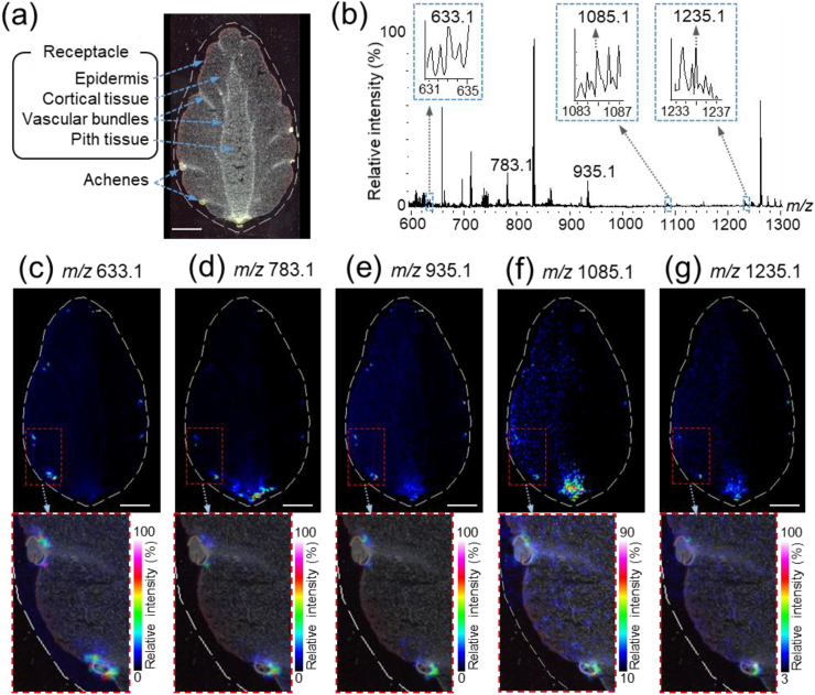 Fig. 3