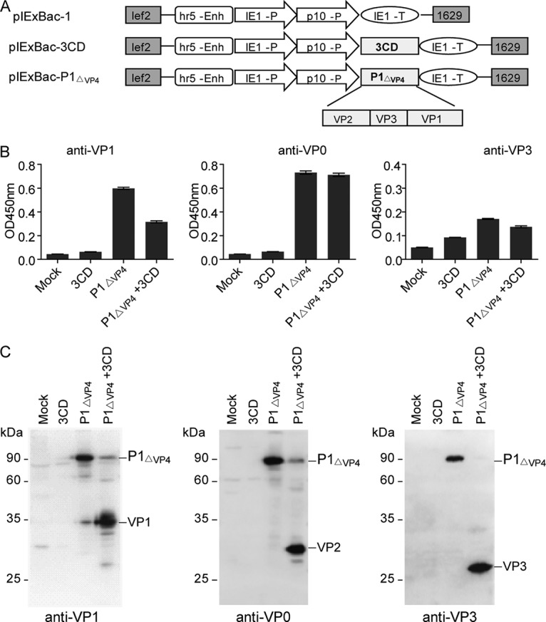 FIG 1