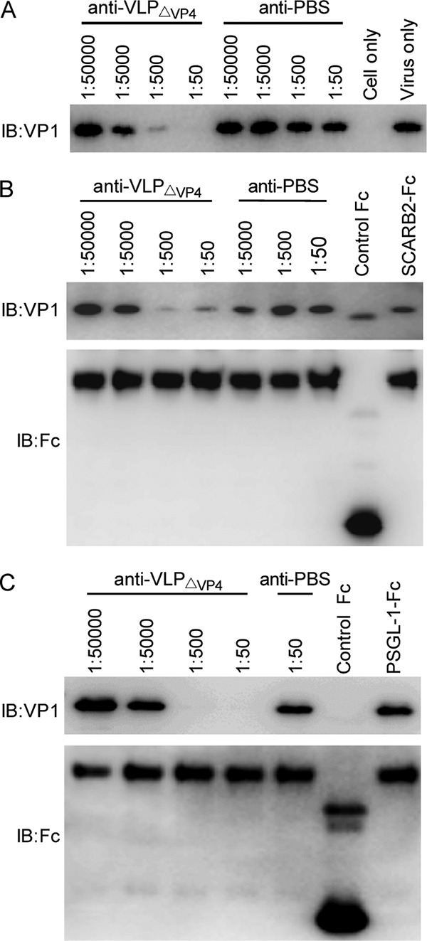 FIG 10