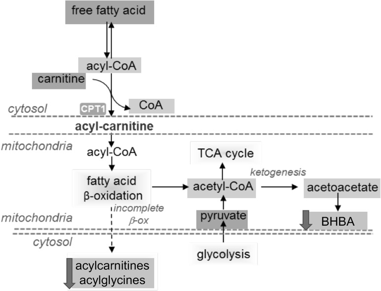 Fig. 6