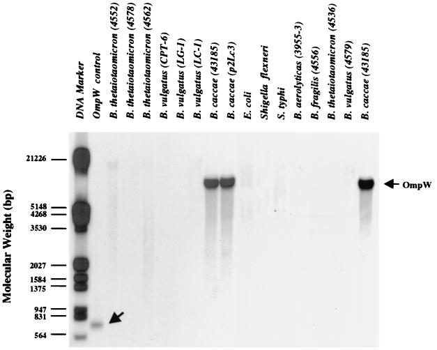 FIG. 6