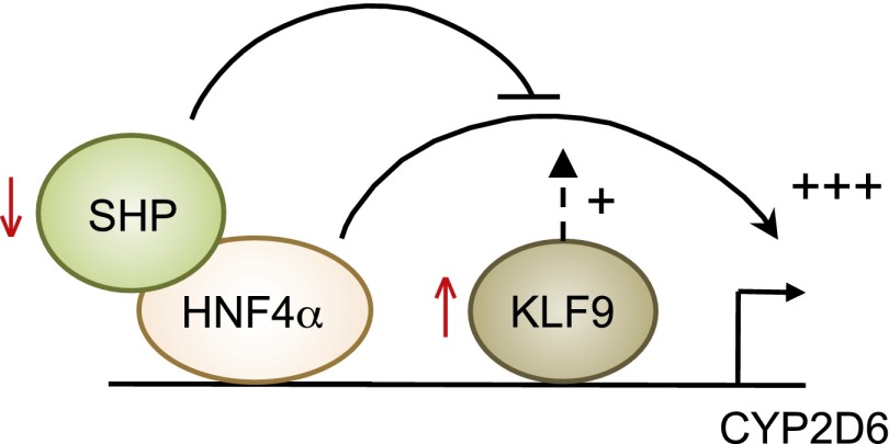 Fig. 8.