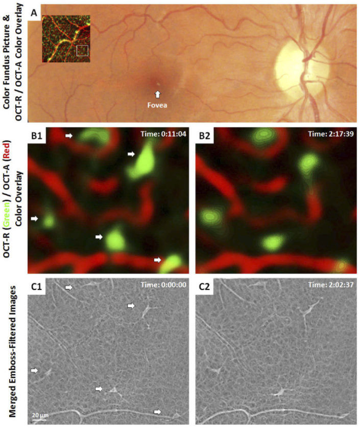 Fig. 2.