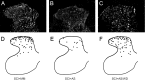 Figure 9.