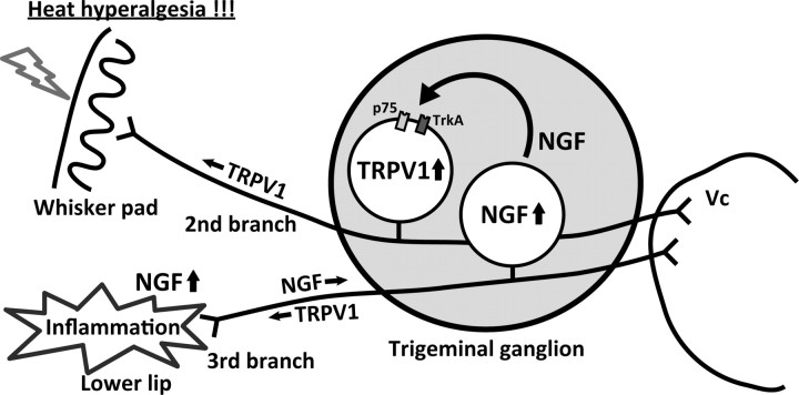 Figure 13.