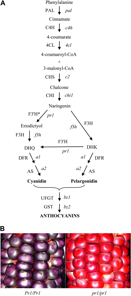 Figure 1.—