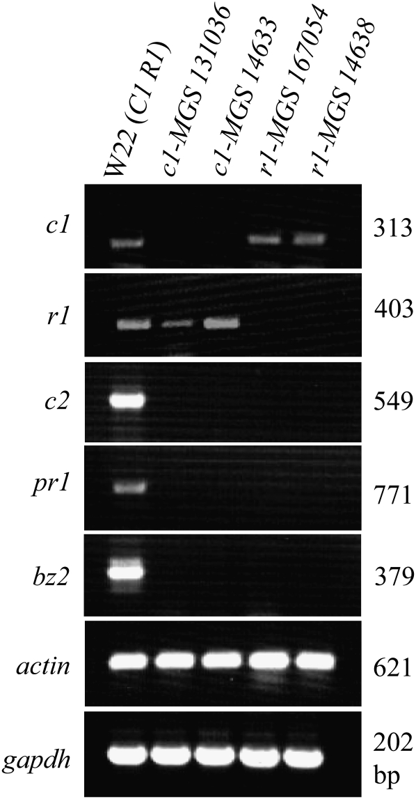 Figure 7.—