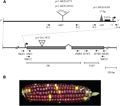 Figure 3.—