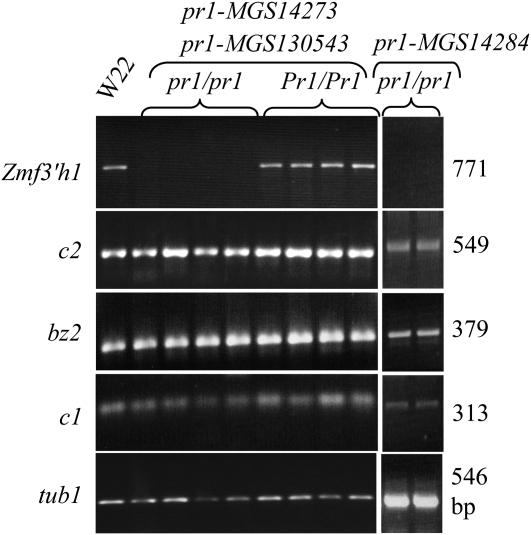 Figure 4.—