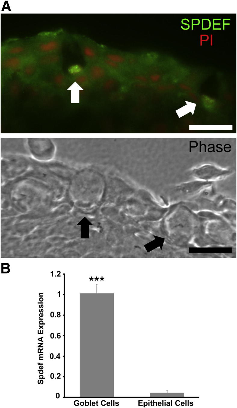 Figure 7