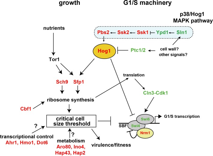 Fig 7