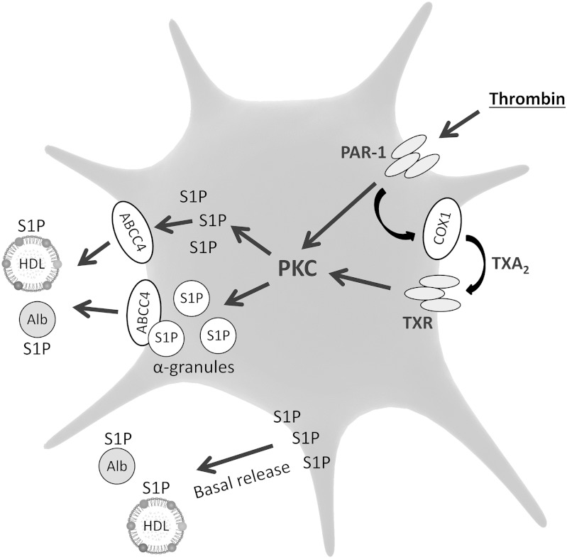 Fig. 2.