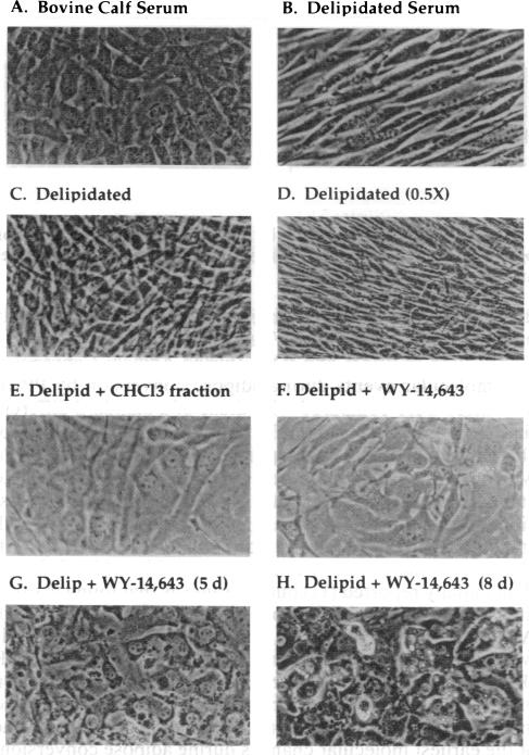 graphic file with name pnas01127-0197-a.jpg