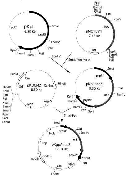 FIG. 1