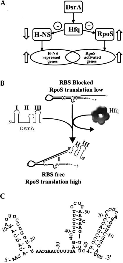 FIGURE 1.