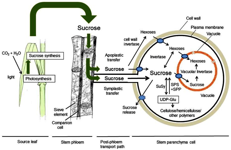 FIGURE 1