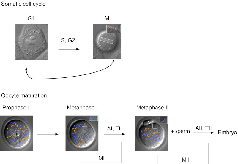 Fig. P1.