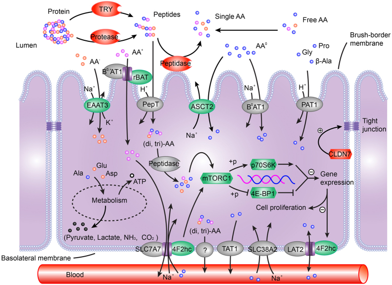 Figure 7