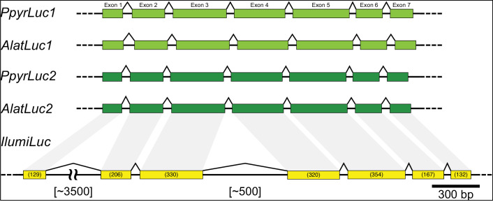 Appendix 4—figure 4.