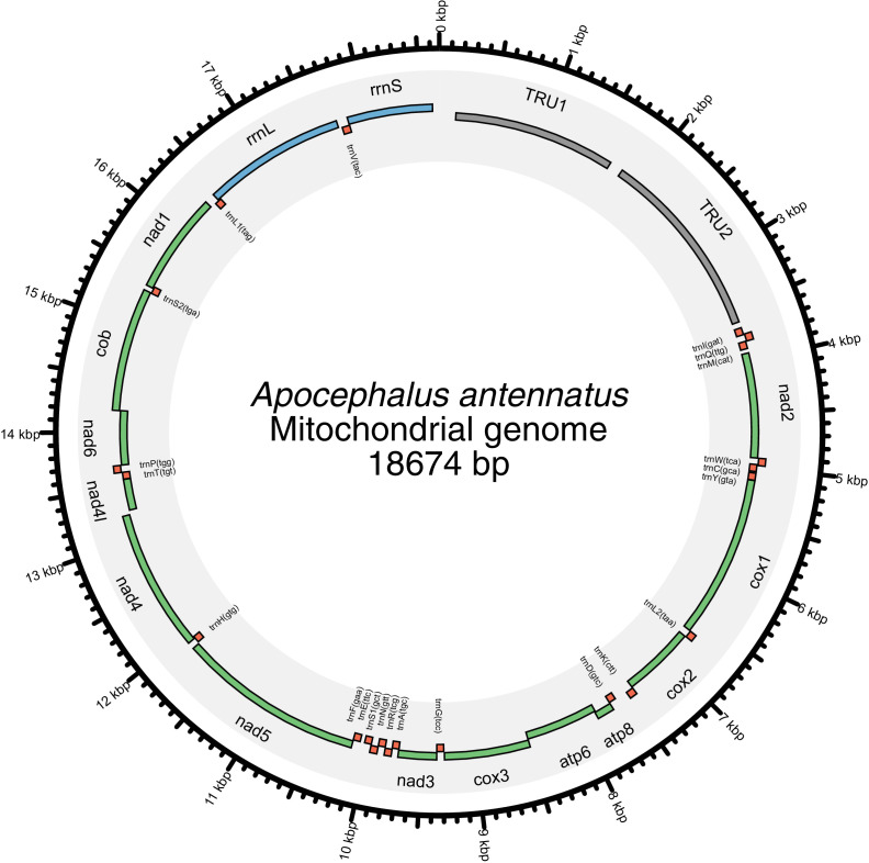 Appendix 5—figure 1.