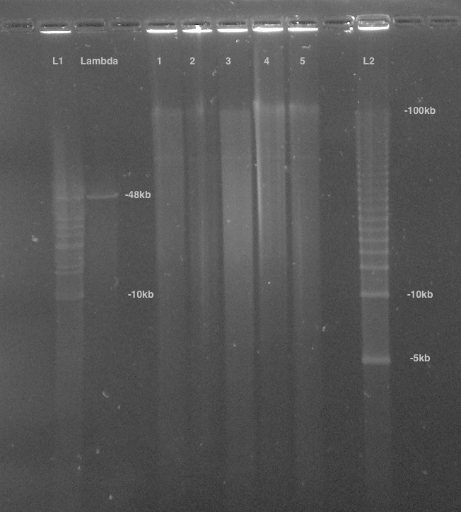 Appendix 1—figure 7.