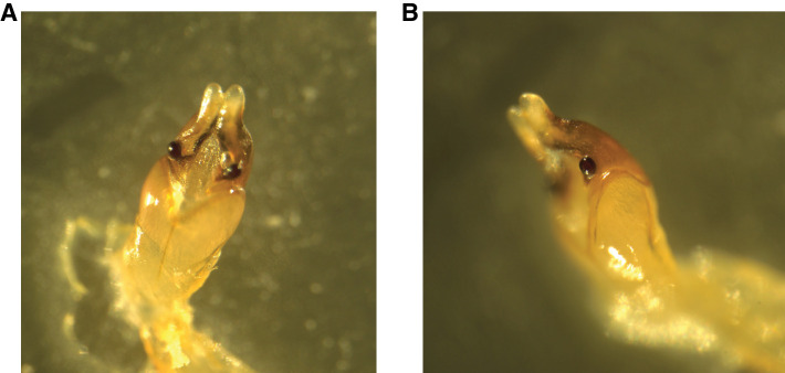 Appendix 1—figure 2.