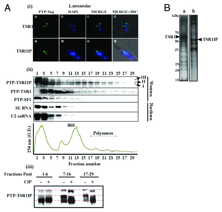 graphic file with name rna-11-715-g4.jpg