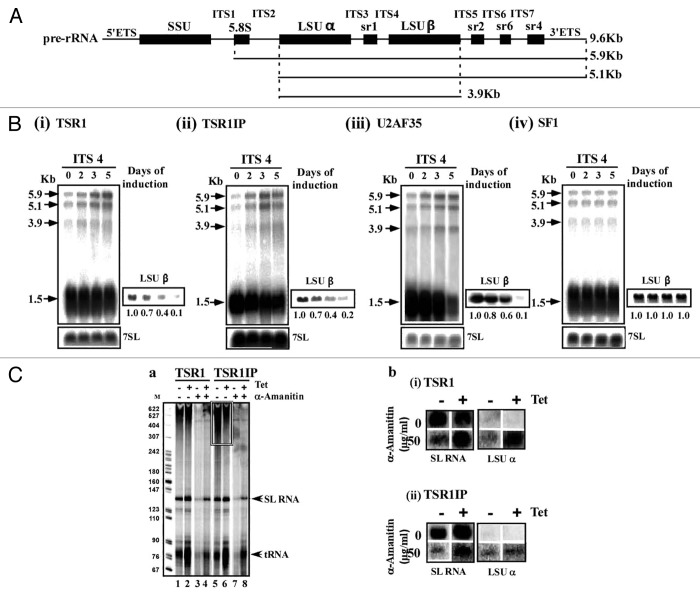 graphic file with name rna-11-715-g5.jpg