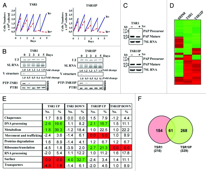 graphic file with name rna-11-715-g1.jpg