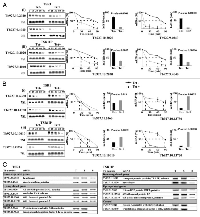 graphic file with name rna-11-715-g3.jpg