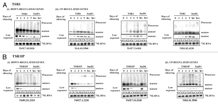 graphic file with name rna-11-715-g2.jpg