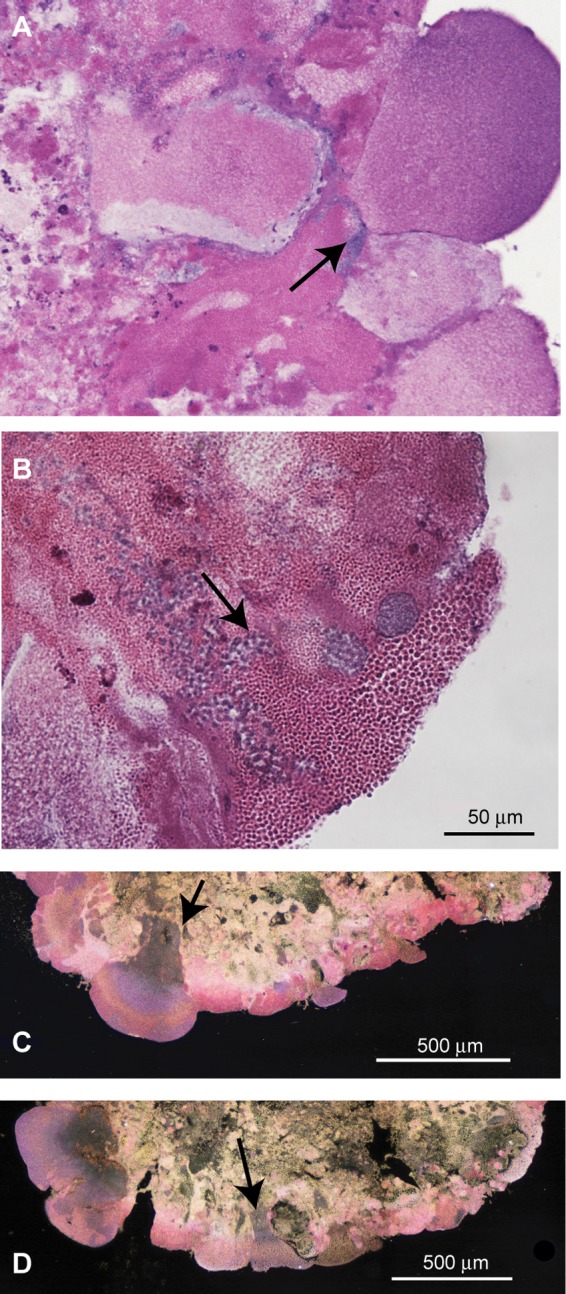 FIG 5