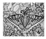 graphic file with name jimaging-05-00071-i109.jpg