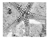 graphic file with name jimaging-05-00071-i123.jpg