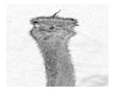 graphic file with name jimaging-05-00071-i095.jpg