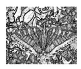 graphic file with name jimaging-05-00071-i110.jpg