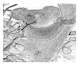 graphic file with name jimaging-05-00071-i087.jpg