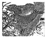 graphic file with name jimaging-05-00071-i090.jpg