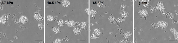 Figure 1—figure supplement 4.