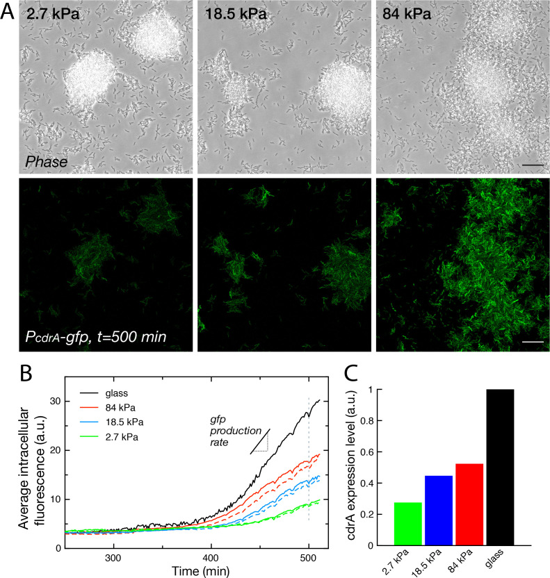 Figure 6.