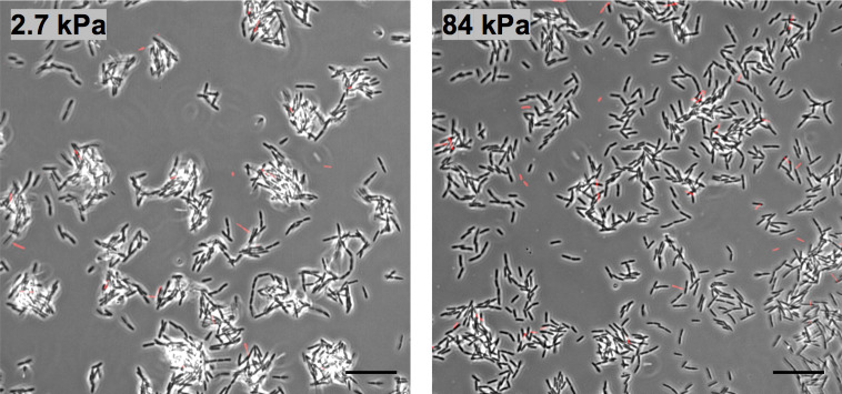 Figure 1—figure supplement 3.