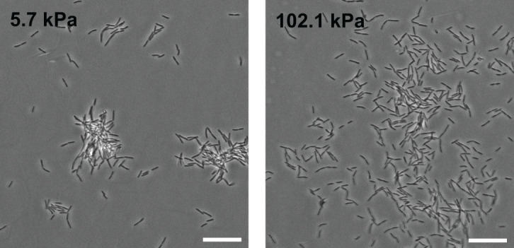 Figure 1—figure supplement 2.