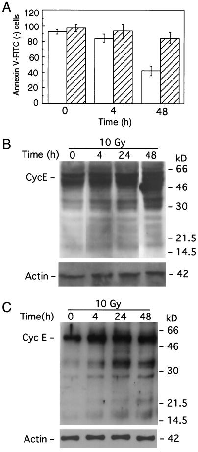 FIG. 8.