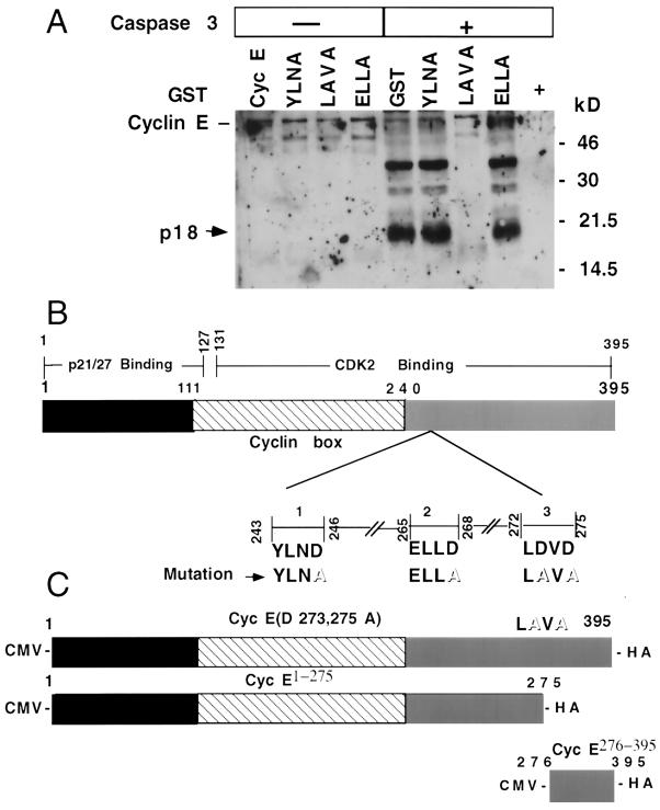 FIG. 5.