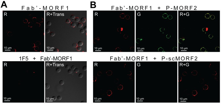 Fig 2