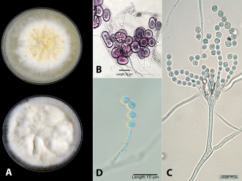 FIG. 2.