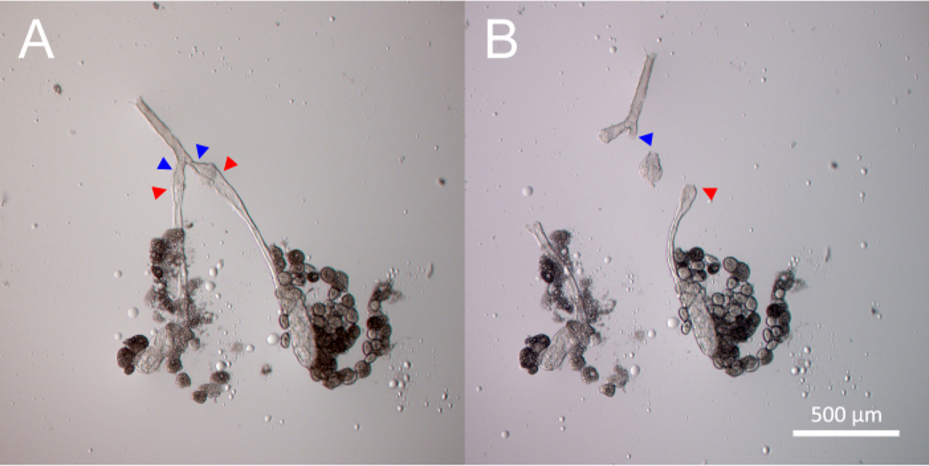 Figure 3: