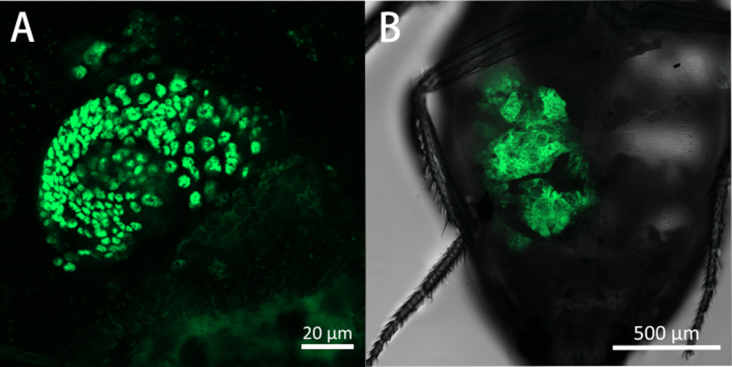 Figure 5: